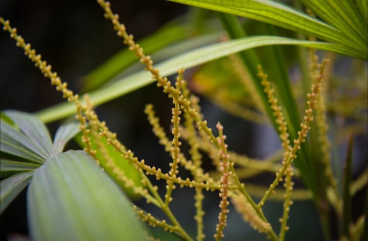 Cách Chăm Sóc Cây Cọ Cảnh Phát Triển Xanh Tốt Và Đón Tài Lộc