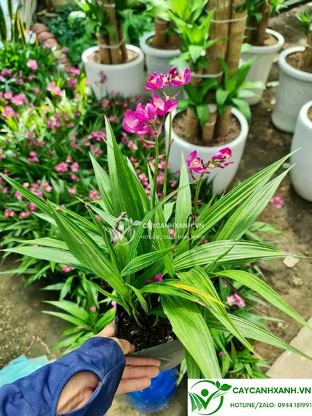 Hình ảnh bầu cây chu đinh lan tươi tốt đã nở hoa, minh họa cho cách chăm sóc cây chu đinh lan ra hoa