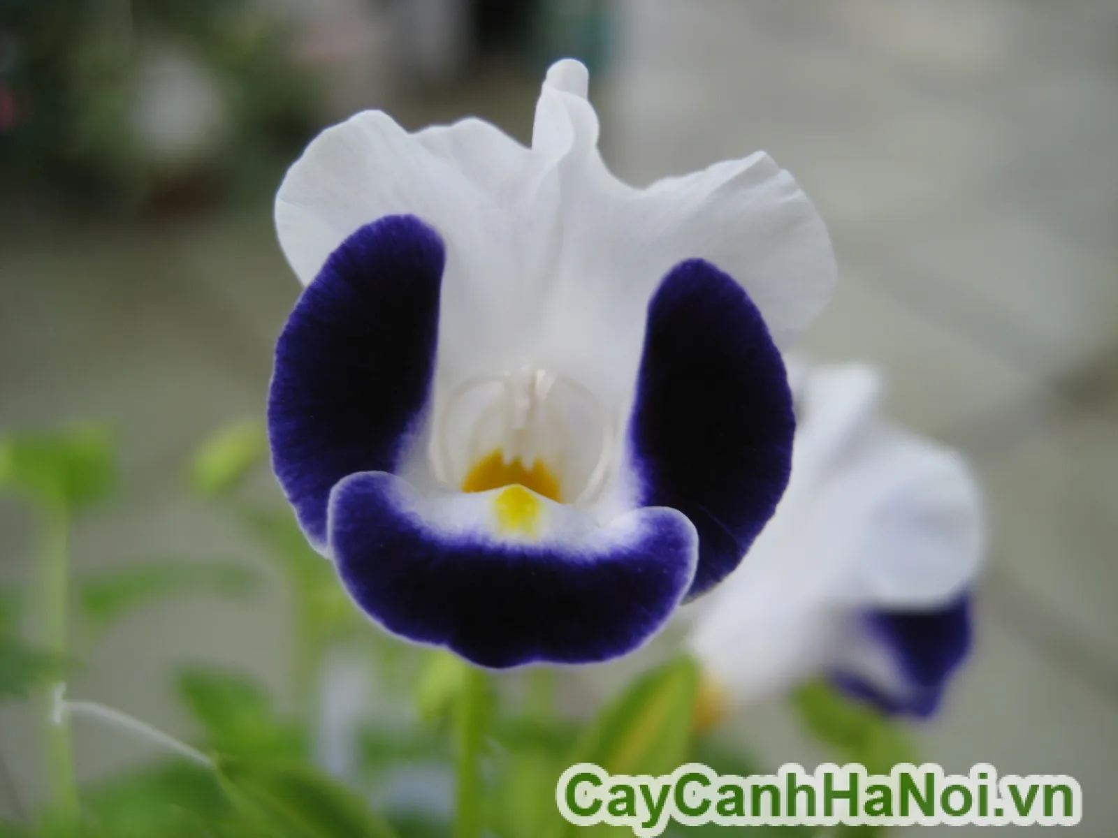 Hình ảnh bông hoa mắt nai với cánh hoa màu tím và điểm vàng ở giữa