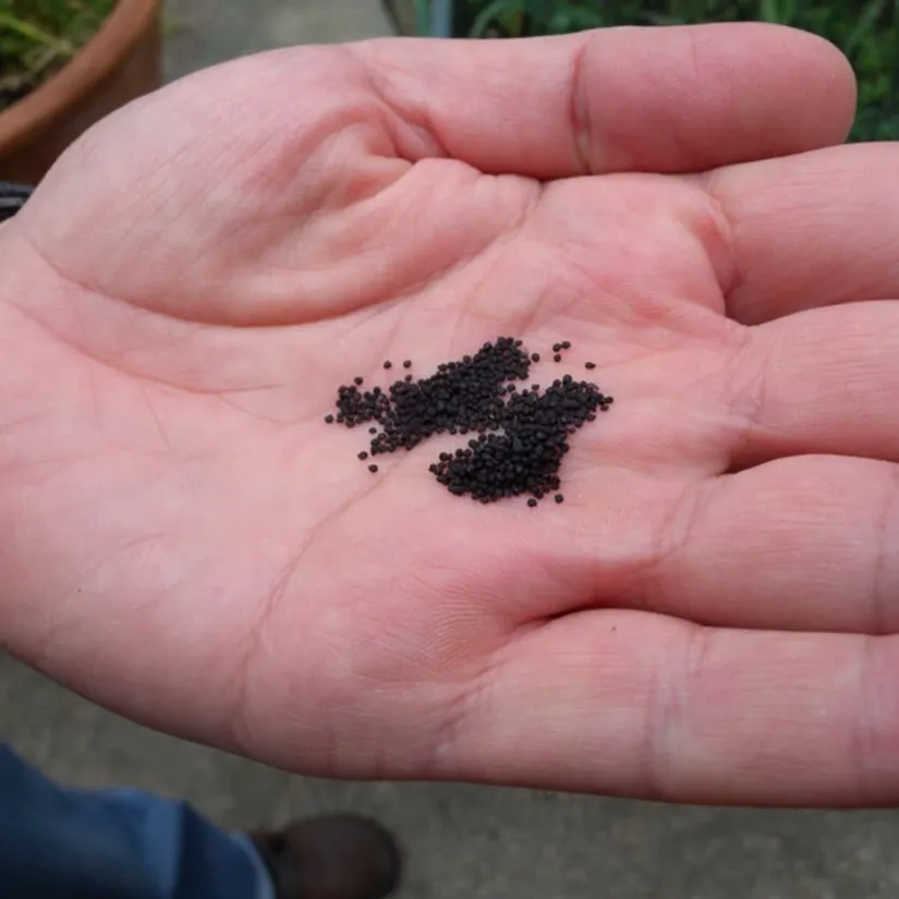 Hình ảnh các hạt giống hoa mười giờ đang được ngâm ủ trong khăn ẩm, minh họa cho bước ngâm ủ hạt giống