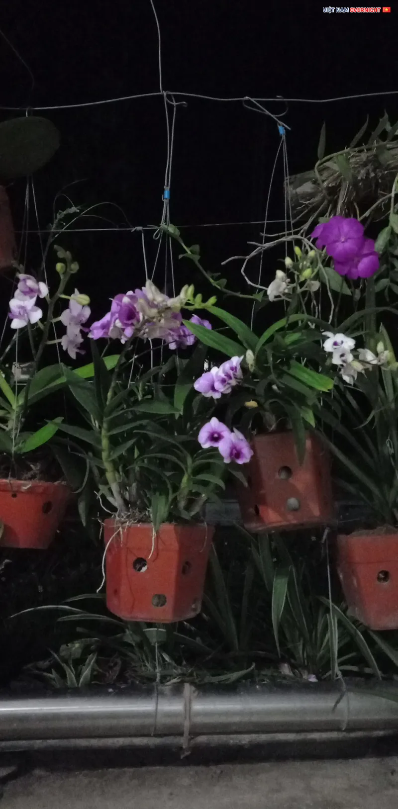 Hình ảnh các màu hoa mini yaya nổi bật trong đêm với độ tương phản cao