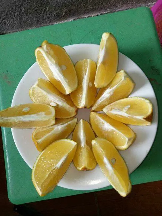 Hình ảnh Cam Vinh được trồng thử nghiệm thành công tại các vùng đất sỏi