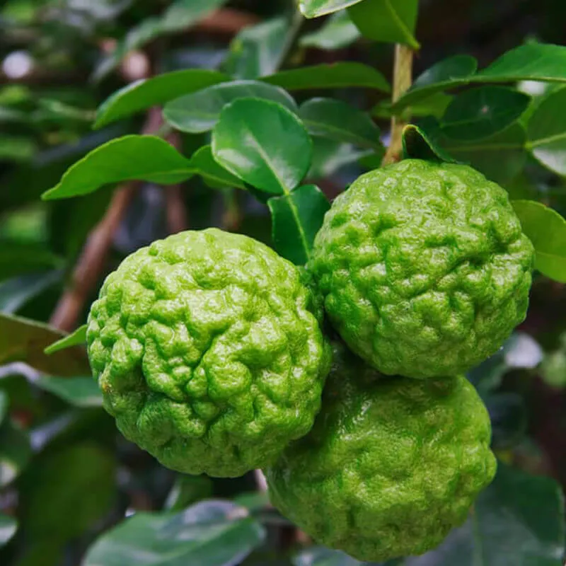 Hình ảnh cận cảnh các quả Chanh Chúc đặc trưng với lớp vỏ sần sùi, thể hiện chất lượng và năng suất cao sau khi áp dụng kỹ thuật chăm sóc