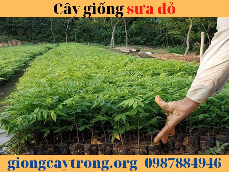 Hình ảnh cận cảnh cây giống sưa đỏ trong bầu ươm sẵn sàng cho việc trồng