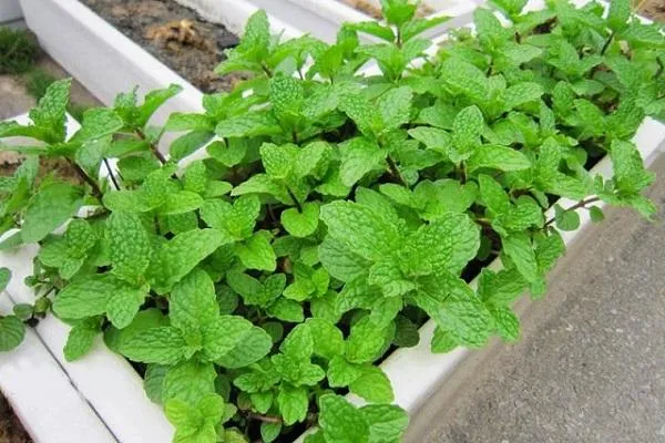 Hình ảnh cận cảnh cây húng lủi đang phát triển, cho thấy đặc điểm lá và thân