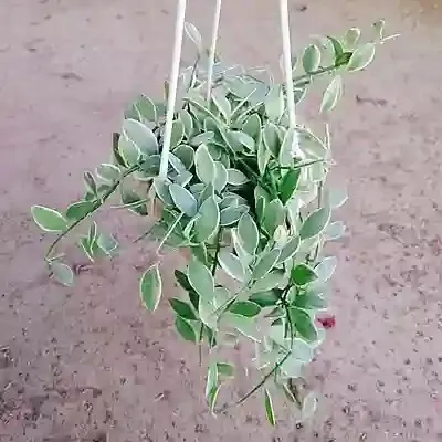 Hình ảnh cận cảnh cây lan hạt dưa với lá xanh mọng