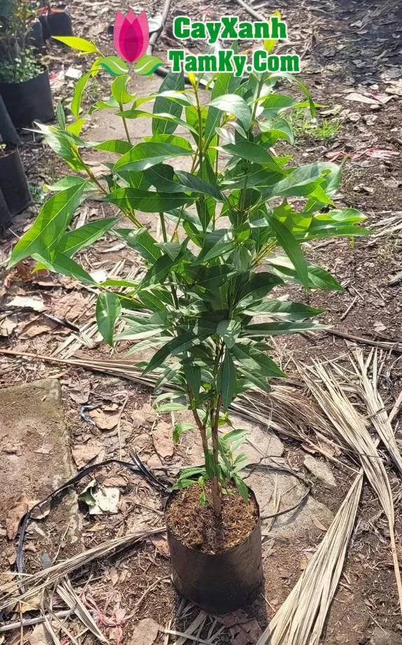 Hình ảnh cận cảnh đặc điểm lá vối, quan trọng cho việc nhận dạng và thu hoạch