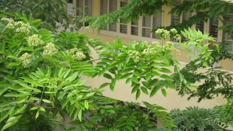 Hình ảnh cận cảnh hoa của cây Sưa Đỏ có màu vàng nhạt mọc thành chùm vào mùa xuân