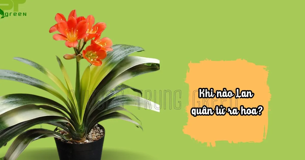 Hình ảnh cận cảnh hoa Lan quân tử nở rộ