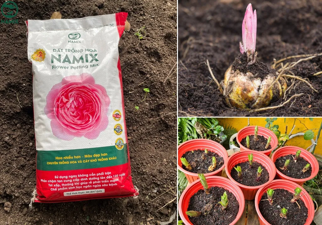 Hình ảnh cận cảnh hoa ly nở rộ, minh họa cho thành quả của quá trình chăm sóc hoa ly nở đúng tết