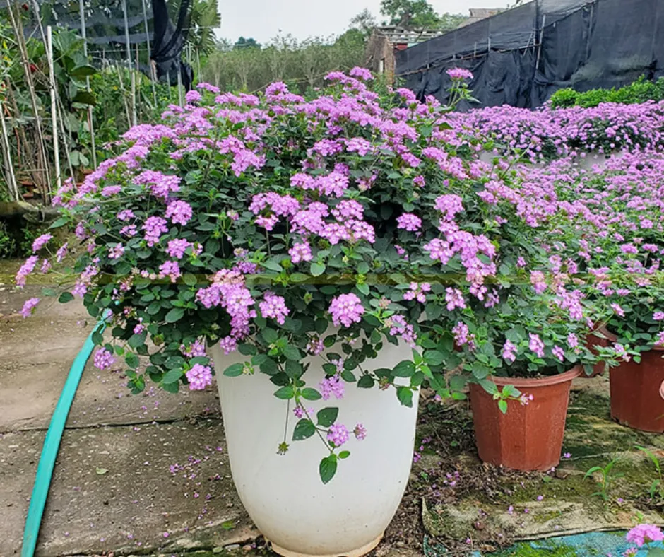 Hình ảnh cận cảnh hoa Ngũ Sắc Tím rực rỡ với các sắc độ màu tím khác nhau