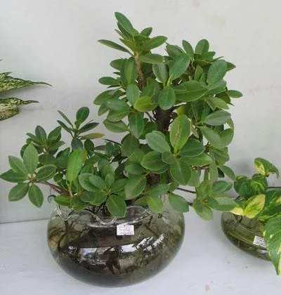 Hình ảnh cận cảnh lá và thân cây Da Nhật bonsai, hướng dẫn cách trồng cây da nhật đạt thẩm mỹ cao