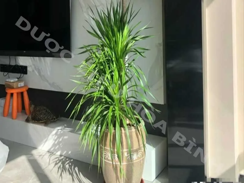 Hình ảnh cận cảnh lá và thân cây huyết giác, minh họa cho đặc điểm sinh học và phong thủy