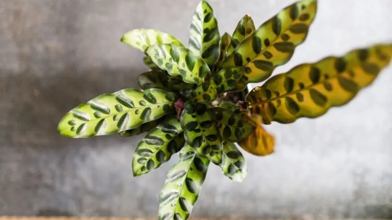 Hình ảnh cận cảnh một chậu cây đuôi phụng Calathea lancifolia với các lá có hình dáng và màu sắc độc đáo