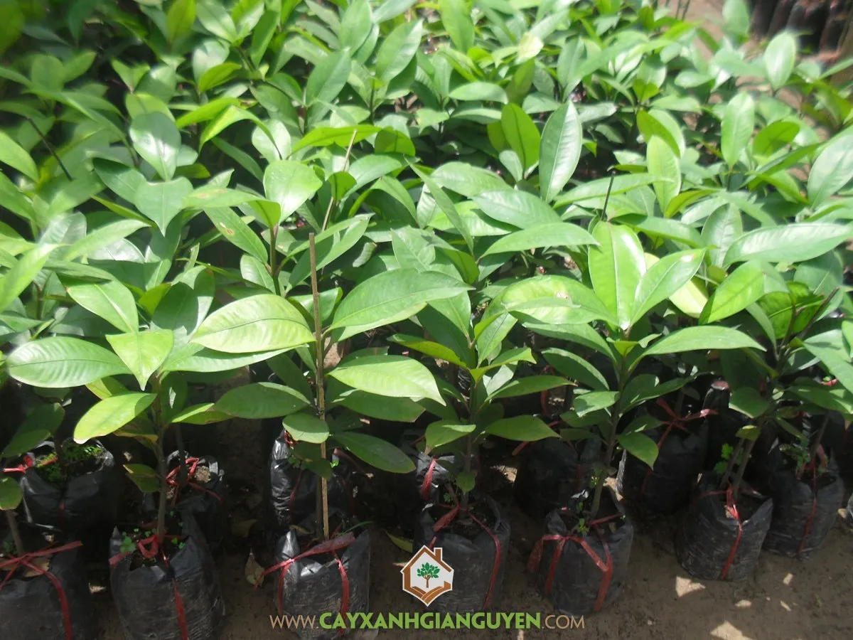 Hình ảnh cận cảnh một nhánh Măng Cụt được xử lý ra hoa sớm, với những chồi hoa mới đang hình thành trên cành đã thuần thục