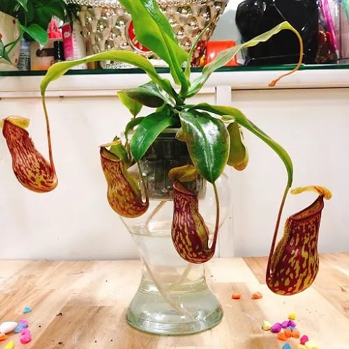 Hình ảnh cận cảnh những chiếc ấm bẫy mồi đầy màu sắc của cây Nắp Ấm