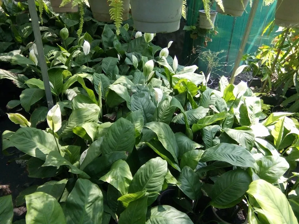 Hình ảnh cận cảnh những chiếc lá to, xanh mướt của cây Lan Ý Mỹ đang được tưới nước trực tiếp