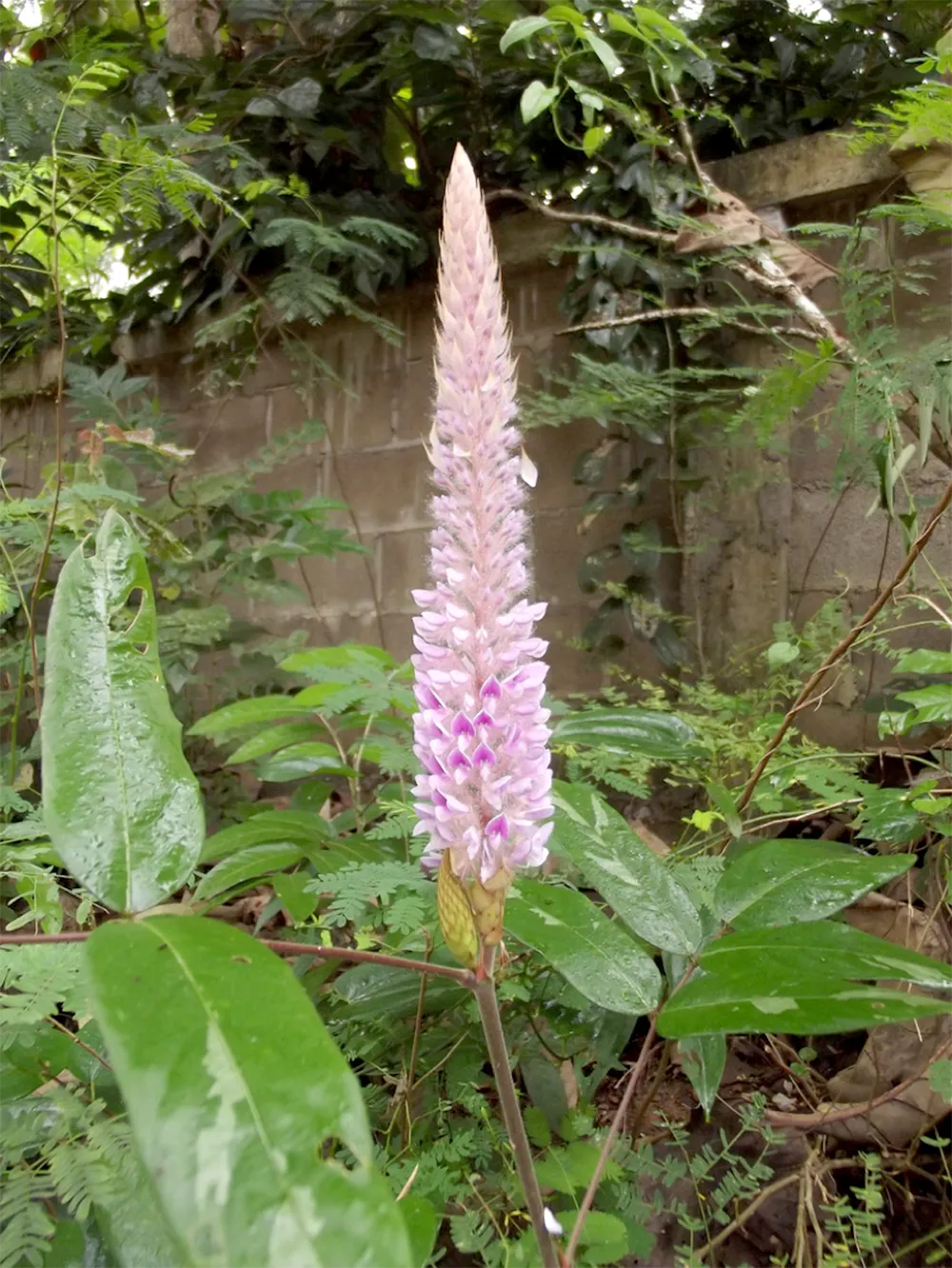 Hình ảnh cận cảnh những chiếc lá xanh mướt của cây đuôi chồn