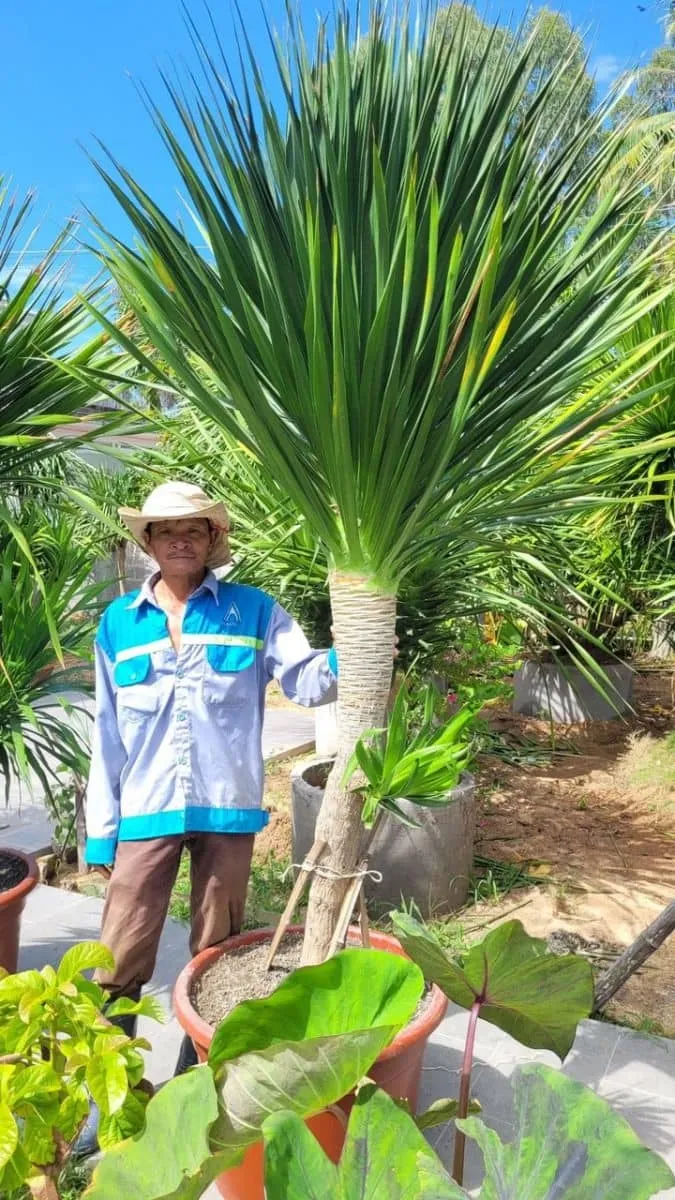 Hình ảnh cận cảnh những chiếc lá xanh mướt của cây Phát Tài Núi, biểu tượng của sự sống mãnh liệt