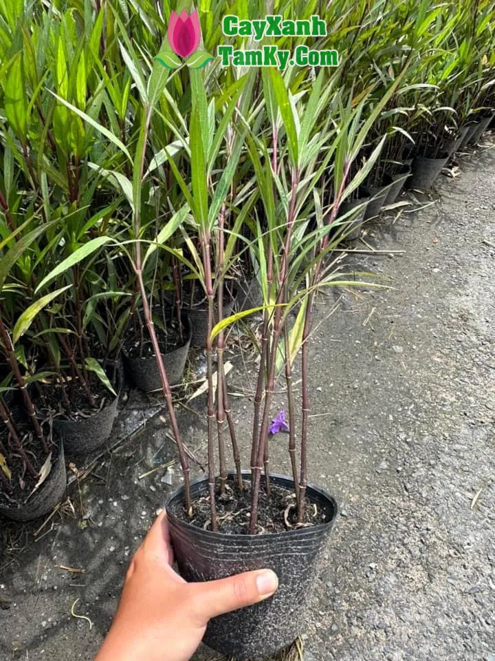 Hình ảnh cận cảnh những chiếc lá xanh thẫm và thân cây chiều tím đang phát triển mạnh mẽ