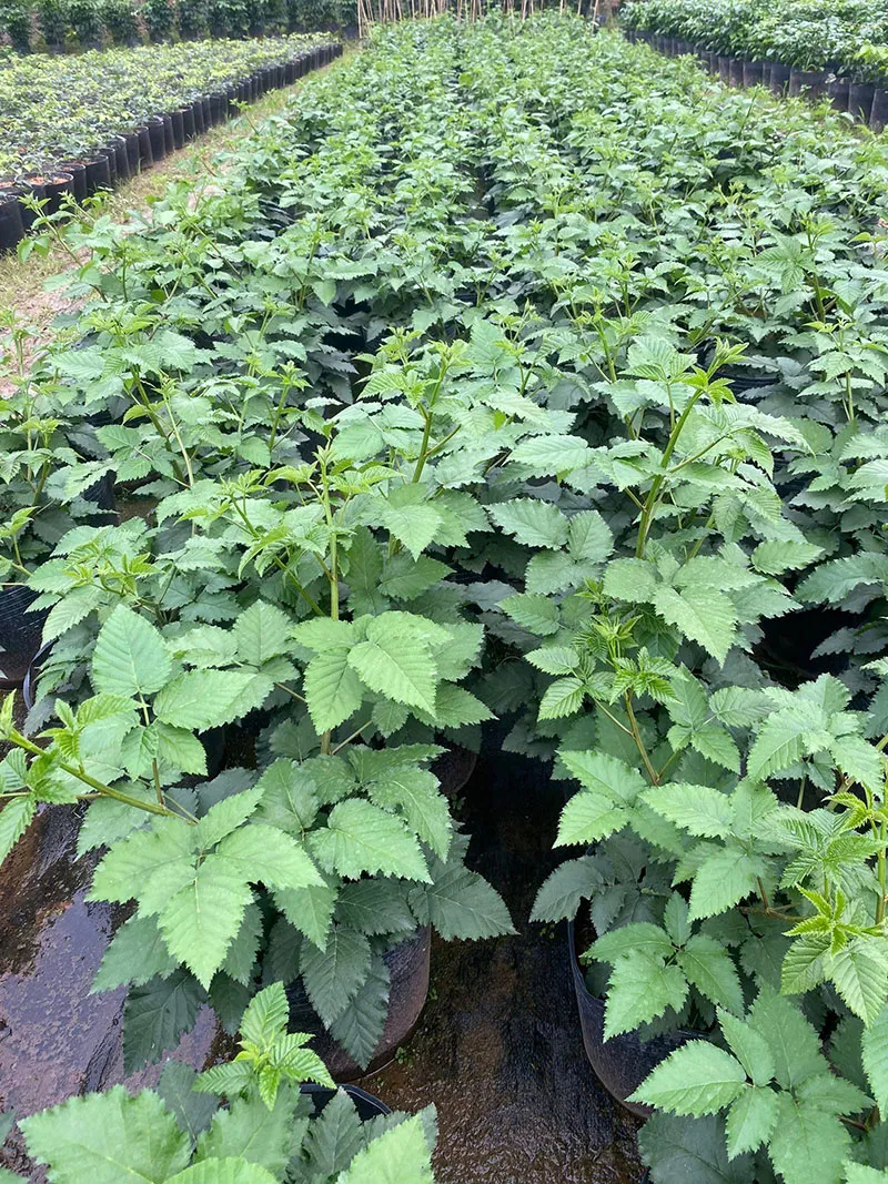 Hình ảnh cận cảnh những quả mâm xôi đang chín trên cành