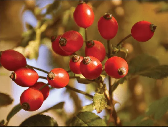 Hình ảnh cận cảnh quả cây hoa Hồng