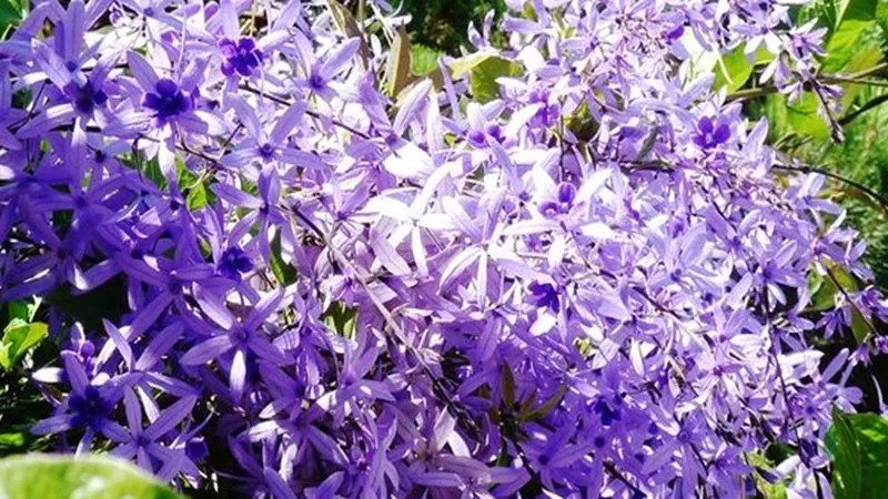 Hình ảnh cận cảnh quy trình cách chăm sóc cây mai xanh, đặc biệt là tưới nước và kiểm tra đất