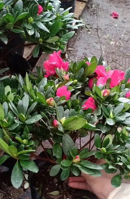 Hình ảnh cận cảnh rễ đỗ quyên trong chậu nhỏ cho thấy khả năng thoát nước tốt