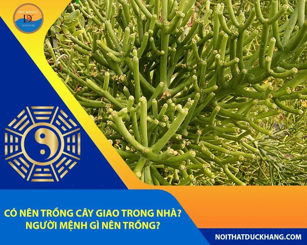 Hình ảnh cành cây giao được cắt tỉa để giâm cành, minh họa kỹ thuật trồng cây giao trong nhà