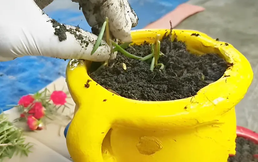 Hình ảnh cành hoa mười giờ đã được cắt tỉa, chuẩn bị giâm cành xuống đất, minh họa cho bước giâm cành trong cách trồng hoa mười giờ từ cành