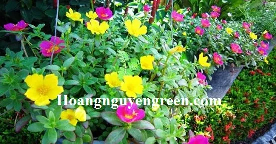 Hình ảnh cành hoa Mười Giờ Sam được cắt để nhân giống giâm cành