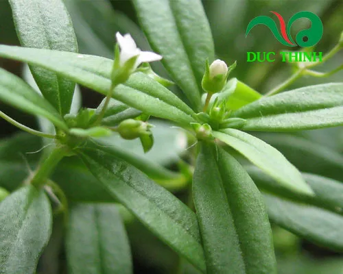 Hình ảnh cây bạch hoa xà thiệt thảo đang được chăm sóc tại vườn