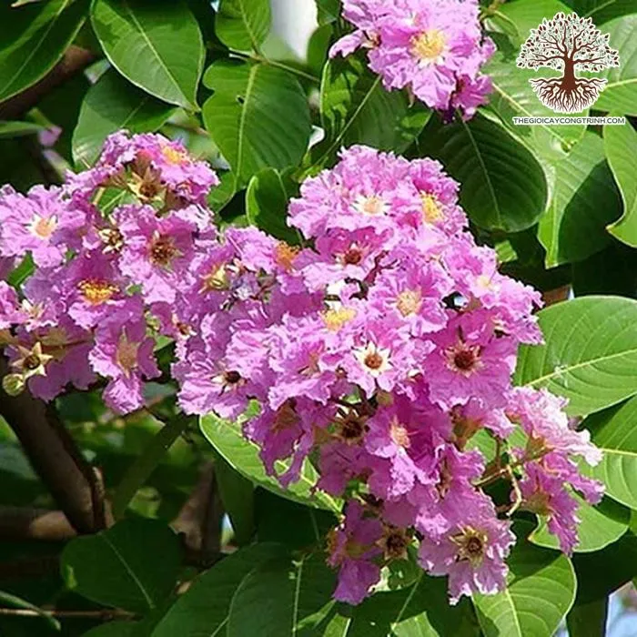 Hình ảnh cây Bằng Lăng Tím đang ra hoa, tập trung vào cành lá và hoa