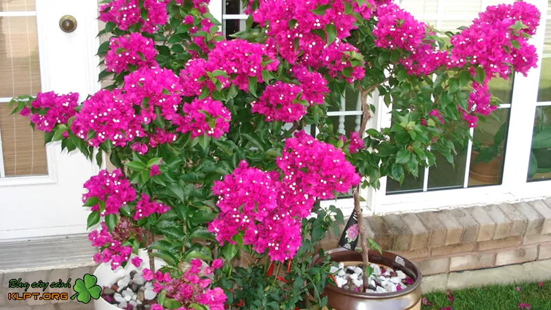 Hình ảnh cây bông giấy Mỹ đang nở hoa đồng loạt sau quá trình siết nước và chăm sóc đặc biệt