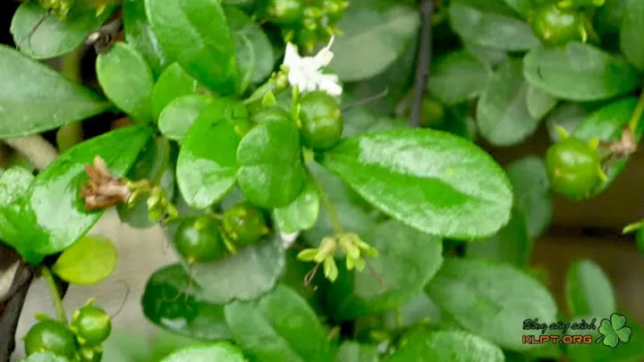 Hình ảnh cây bùm sụm đẹp với hoa trắng và trái đỏ cam