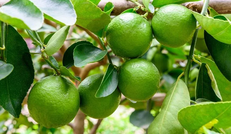 Hình ảnh cây chanh con mới nảy mầm trong chậu đất được tưới nước chăm sóc