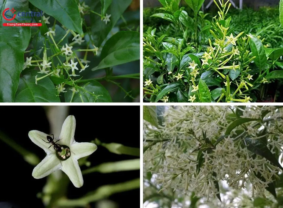 Hình ảnh cây dạ lý hương