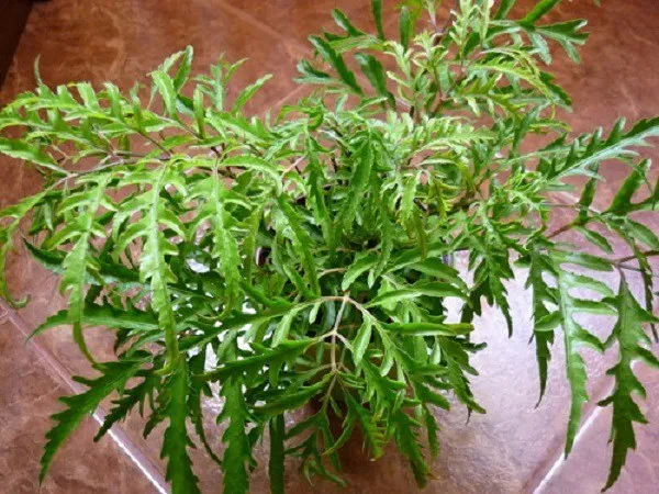 Hình ảnh cây đinh lăng thông thường với lá xoăn và bộ rễ phát triển tốt