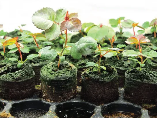 Hình ảnh cây hoa Hồng con đã nảy mầm và phát triển lá thật