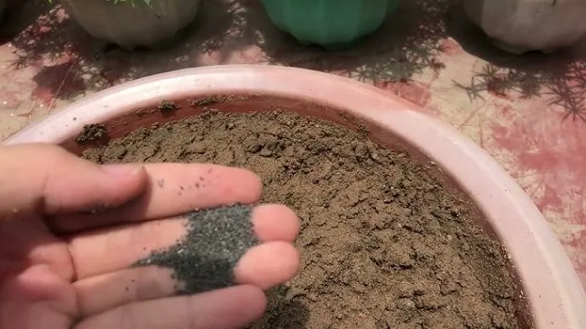 Hình ảnh cây hoa mười giờ nhỏ đang lớn lên từ hạt, thể hiện kết quả của quá trình gieo hạt