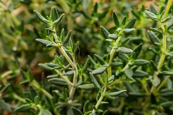 Hình ảnh cây Hương Thảo