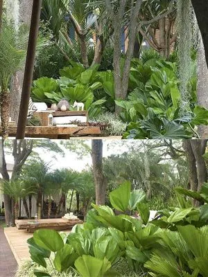 Hình ảnh cây Kè Nhật trồng trong bồn, thể hiện sự linh hoạt khi chọn cây trồng dải phân cách