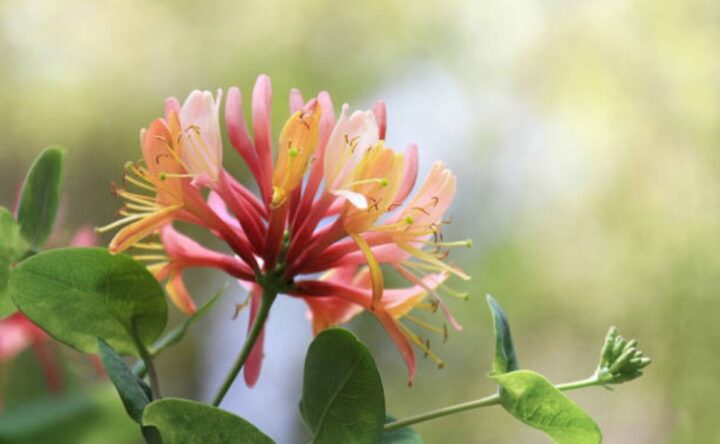 Cách Chăm Sóc Cây Kim Ngân Ra Hoa Đạt Hiệu Quả Tối Ưu