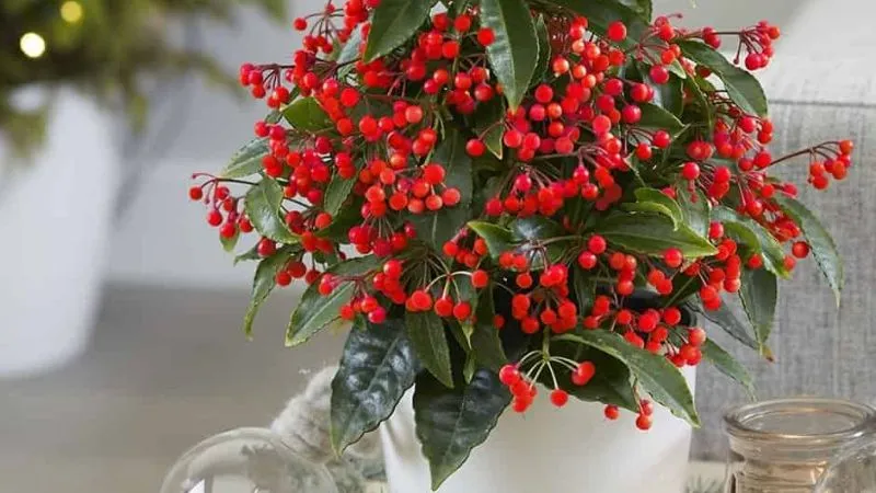 Hình ảnh cây kim ngân lượng đẹp ngày Tết 2023