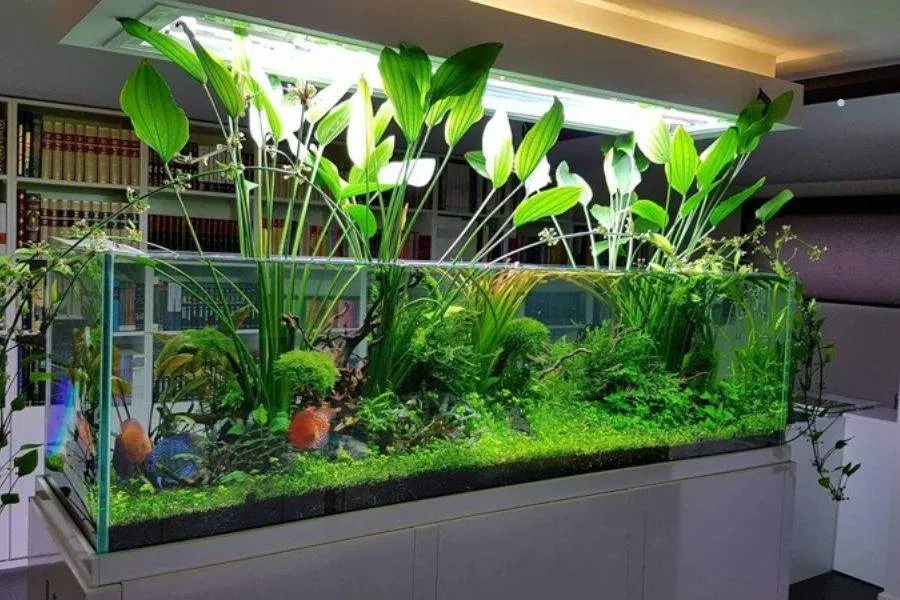 Hình ảnh cây Lan Nước trong bể thủy sinh, minh họa cách chăm sóc cây Lan Nước trong môi trường ngập nước