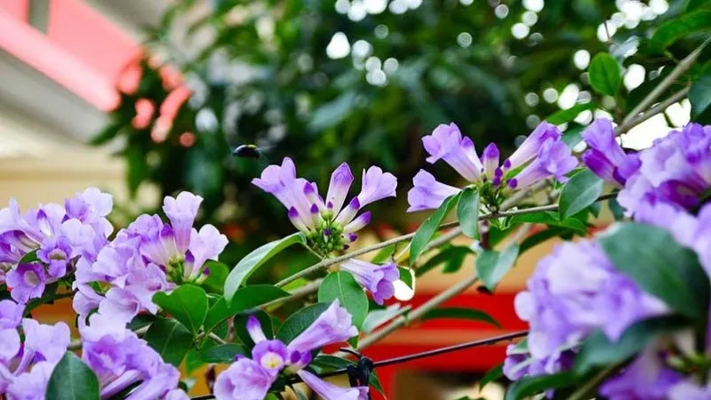 Hình ảnh cây lan tỏi ấn tượng