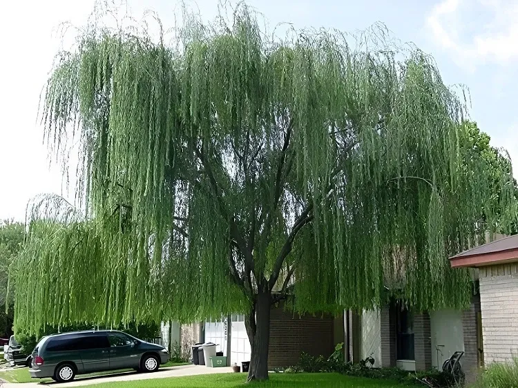 Hình ảnh cây liễu rủ xuống mang ý nghĩa u sầu, không nên trồng trước cửa nhà