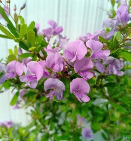 Cách Chăm Cây Linh Sam Ra Hoa Siêu Bông Hiệu Quả Nhất