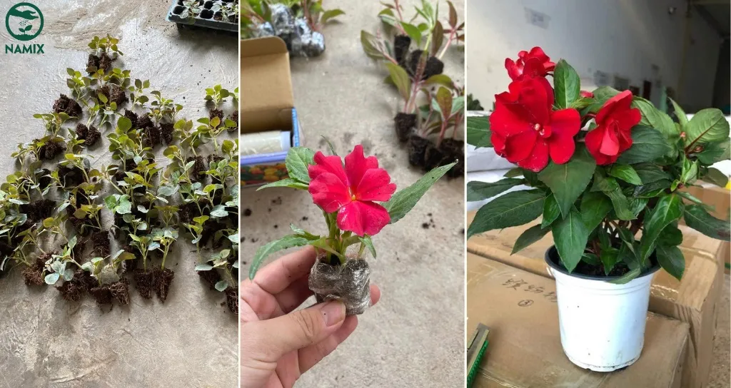 Hình ảnh cây ngọc thảo non được trồng trong chậu, hướng dẫn kỹ thuật trồng và chăm sóc cây ngọc thảo