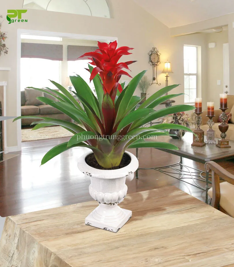 Hình ảnh cây Phong lộc hoa với hoa đỏ rực rỡ, thường dùng trang trí